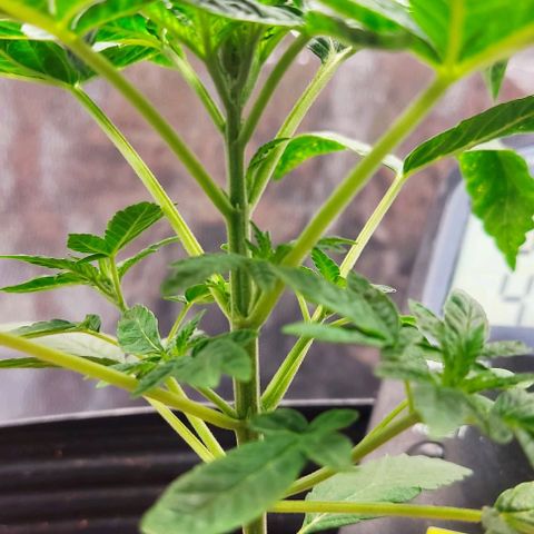OG Kush growlog timeline photo