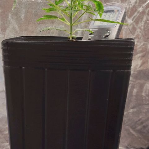 OG Kush growlog timeline photo