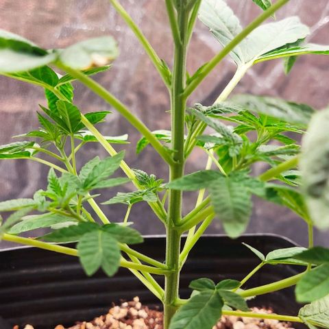 OG Kush growlog timeline photo
