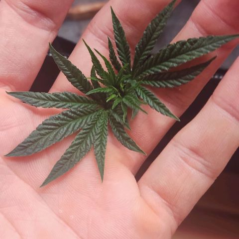OG Kush growlog timeline photo