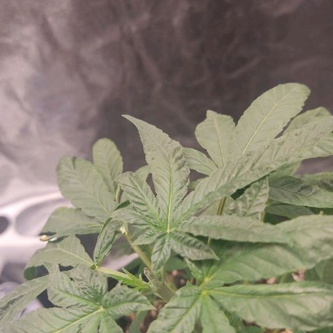 OG Kush growlog timeline photo