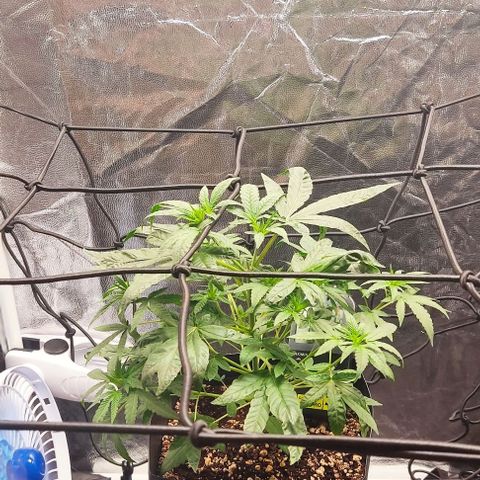 OG Kush growlog timeline photo