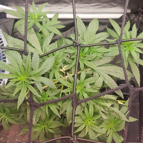OG Kush growlog timeline photo