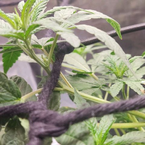 OG Kush growlog timeline photo