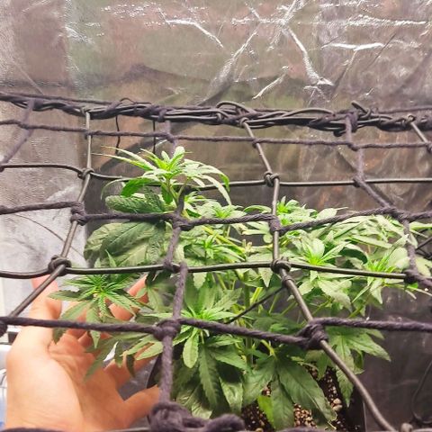 OG Kush growlog timeline photo