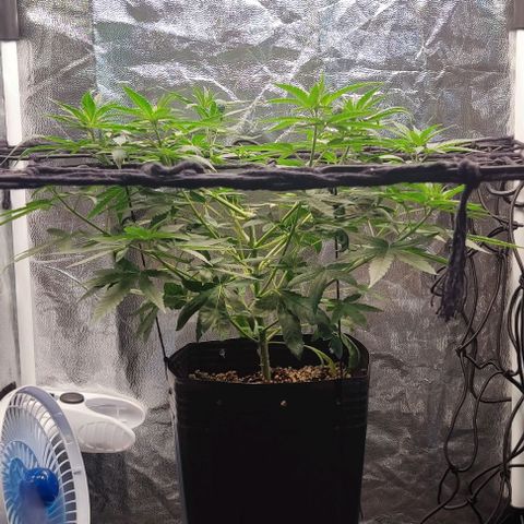OG Kush growlog timeline photo