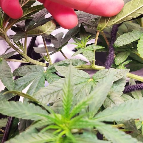 OG Kush growlog timeline photo