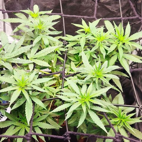 OG Kush growlog timeline photo