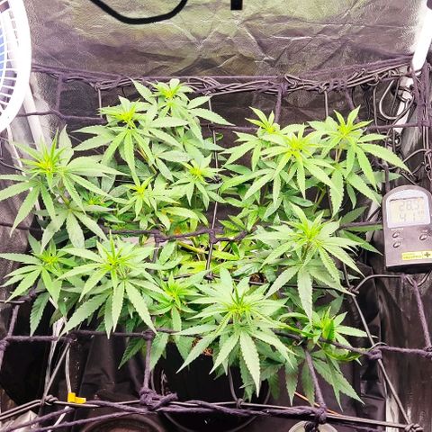 OG Kush growlog timeline photo