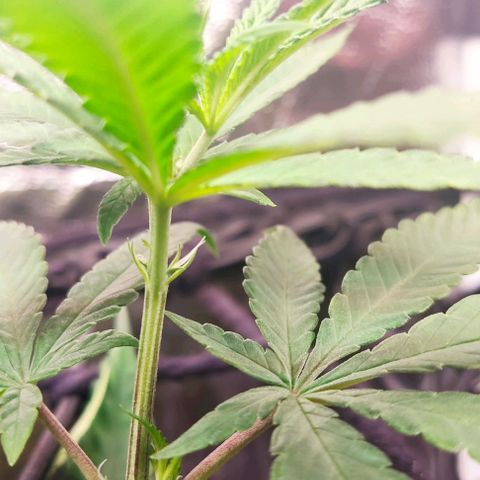 OG Kush growlog photo: Alguns dos primeiros pistilos 