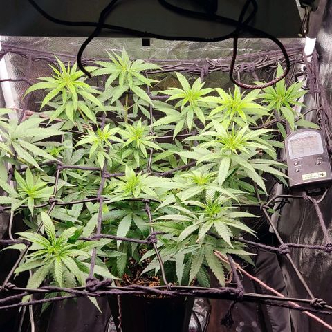 OG Kush growlog timeline photo