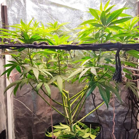 OG Kush growlog timeline photo