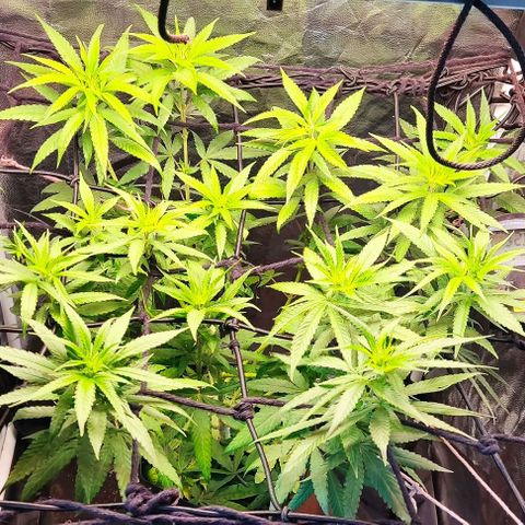 OG Kush growlog timeline photo