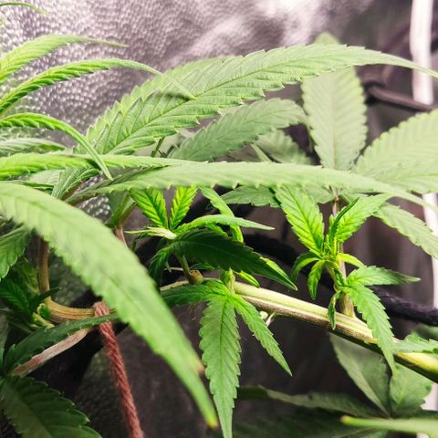 OG Kush growlog timeline photo