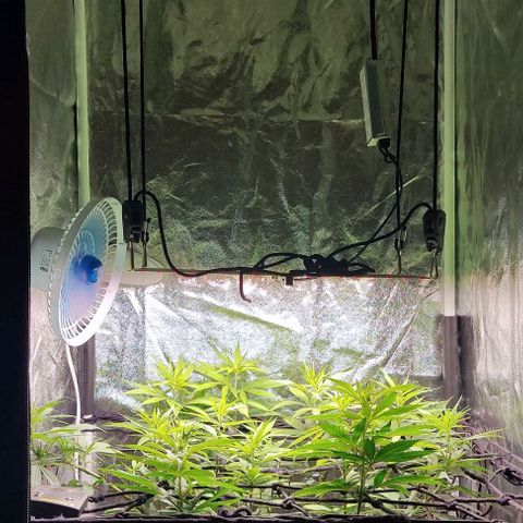 OG Kush growlog timeline photo
