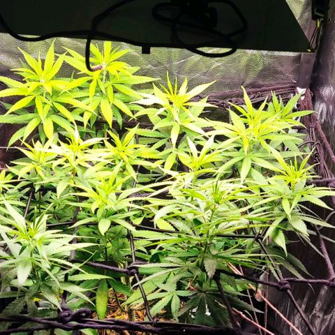 OG Kush growlog timeline photo