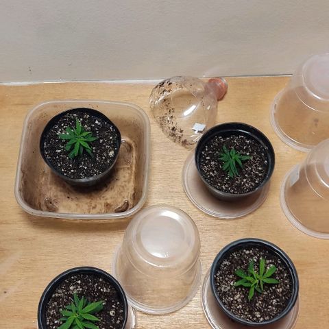 OG Kush growlog timeline photo