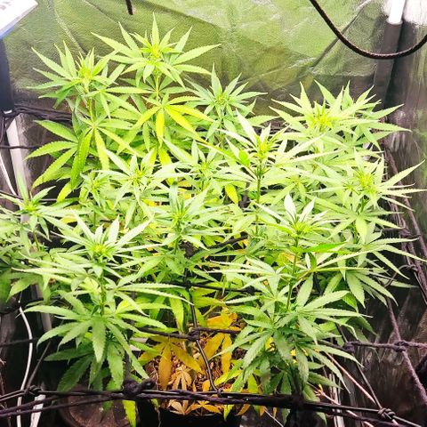 OG Kush growlog timeline photo