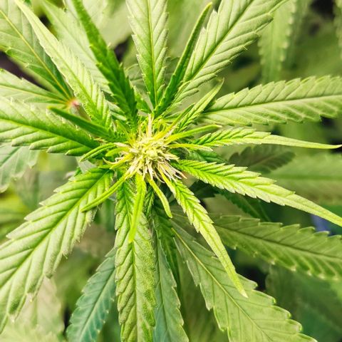 OG Kush growlog timeline photo