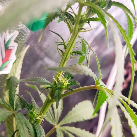 OG Kush growlog timeline photo