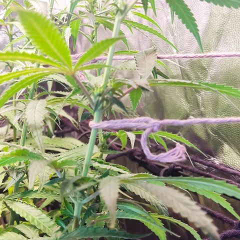 OG Kush growlog timeline photo