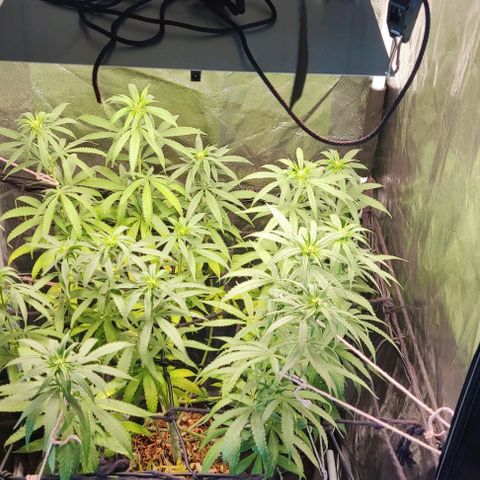 OG Kush growlog timeline photo