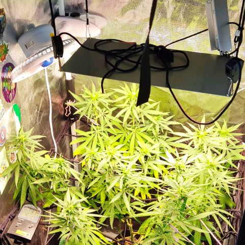 OG Kush growlog timeline photo
