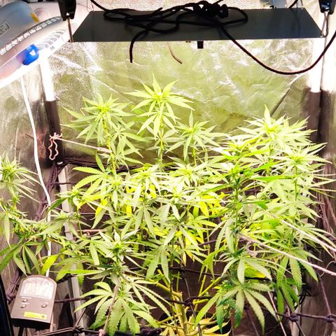 OG Kush growlog timeline photo