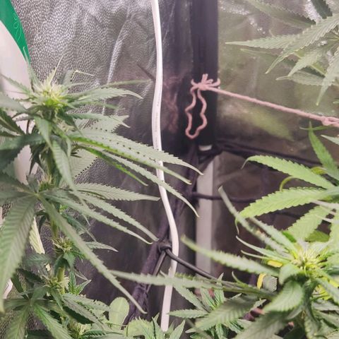 OG Kush growlog timeline photo