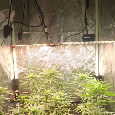 OG Kush growlog timeline photo