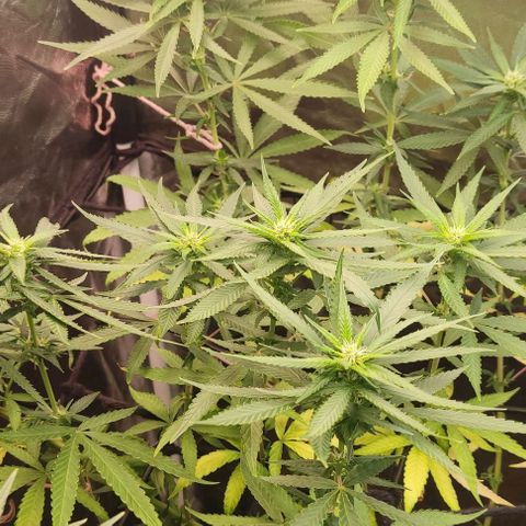 OG Kush growlog timeline photo