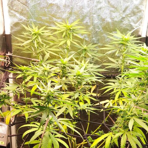 OG Kush growlog timeline photo