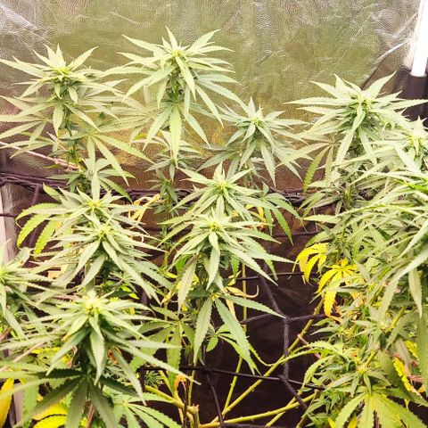 OG Kush growlog timeline photo