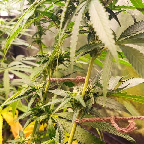 OG Kush growlog timeline photo