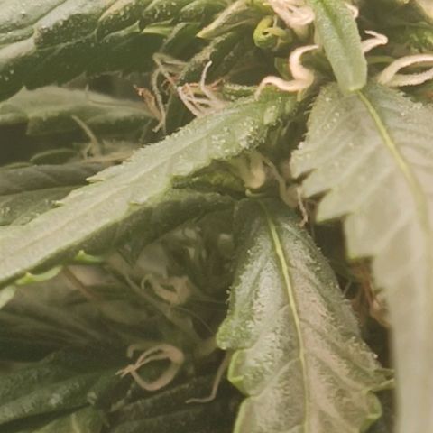 OG Kush growlog timeline photo