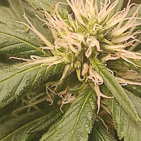 OG Kush growlog timeline photo