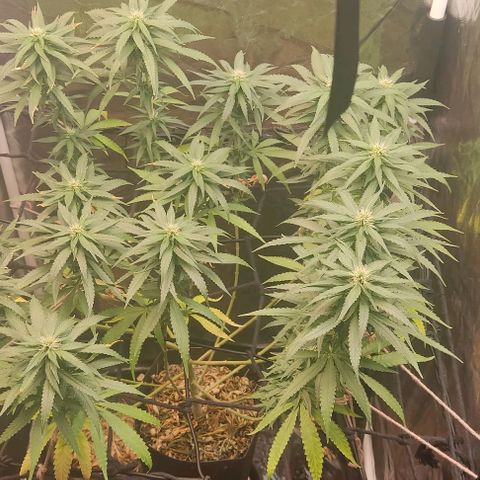 OG Kush growlog timeline photo
