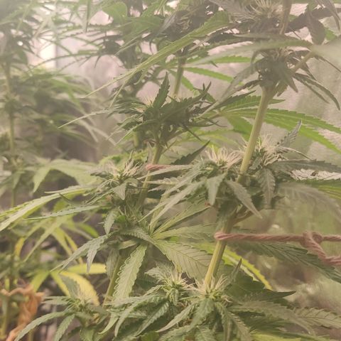 OG Kush growlog timeline photo