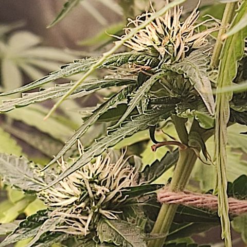 OG Kush growlog timeline photo