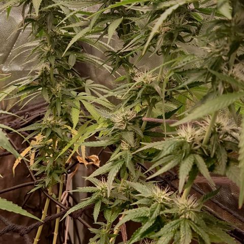 OG Kush growlog timeline photo