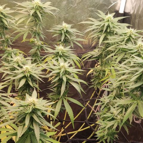 OG Kush growlog timeline photo