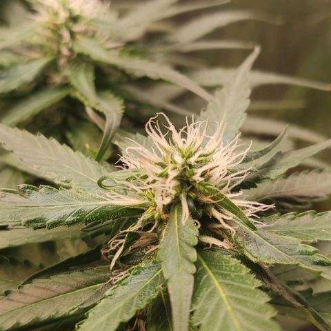 OG Kush growlog timeline photo