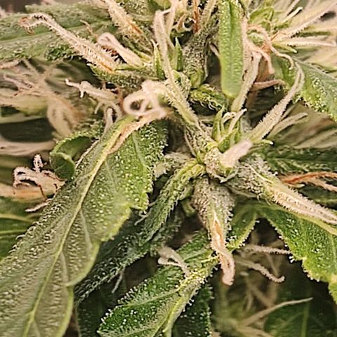 OG Kush growlog timeline photo