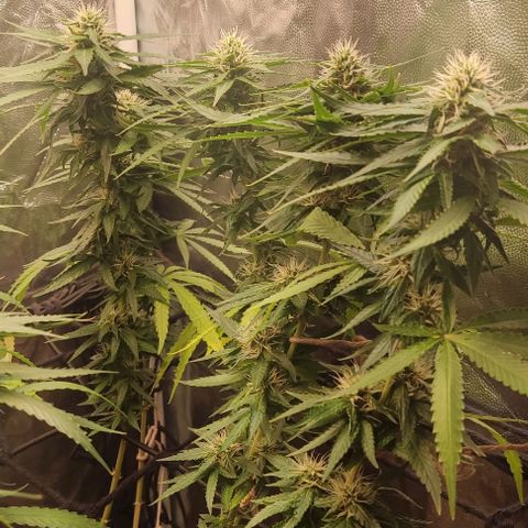 OG Kush growlog timeline photo