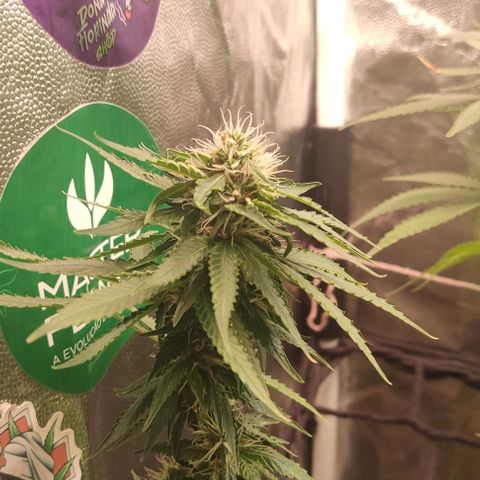 OG Kush growlog timeline photo