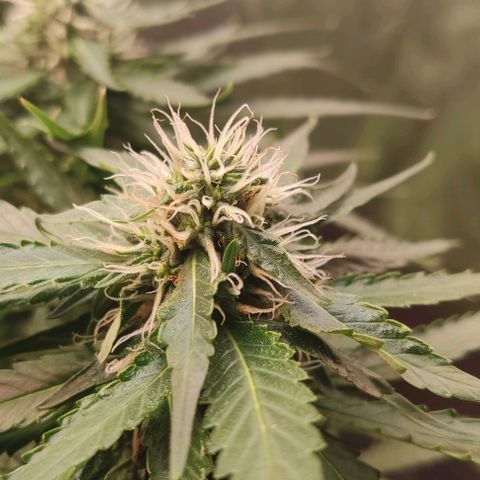 OG Kush growlog timeline photo