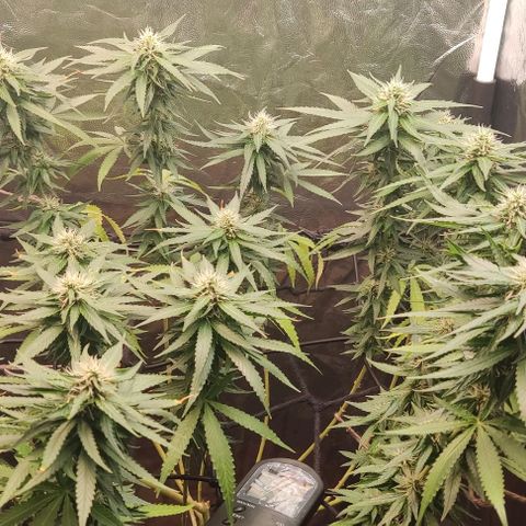 OG Kush growlog timeline photo