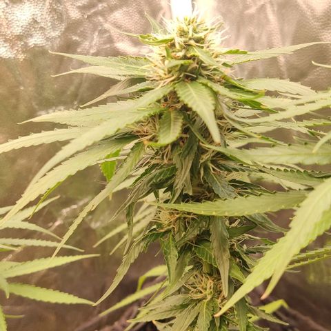 OG Kush growlog timeline photo