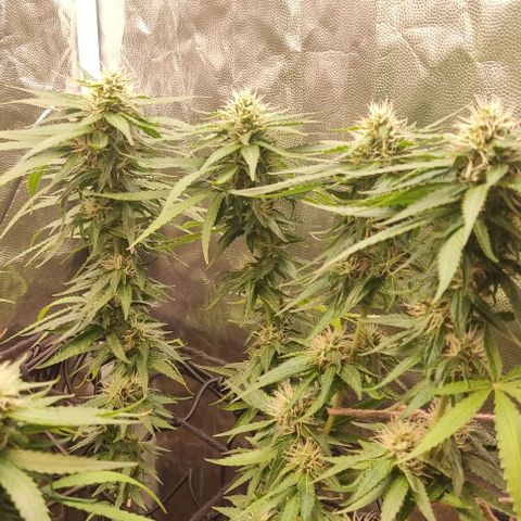 OG Kush growlog timeline photo