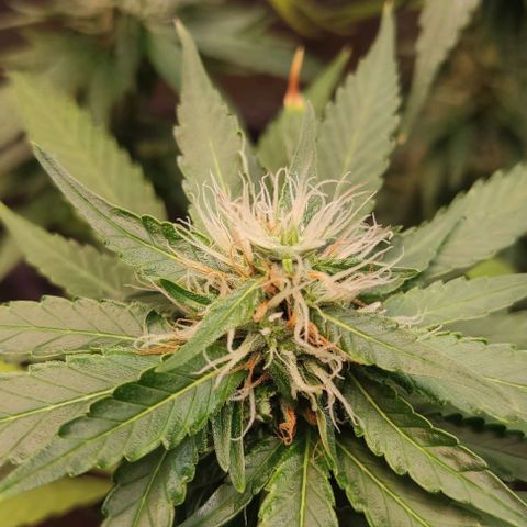 OG Kush growlog timeline photo